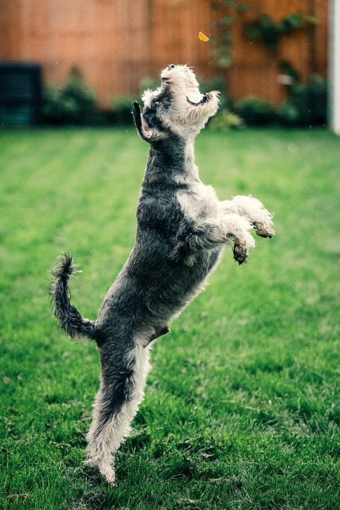 A Schnauzer dog leaps playfully in a green garden, capturing a treat mid-air.