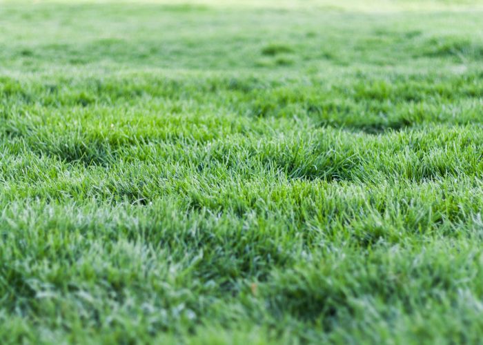Close-up view of a lush green grass lawn, perfect for nature backgrounds.