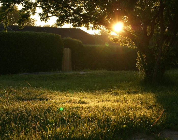 A serene backyard captured at sunrise with lens flare through trees.