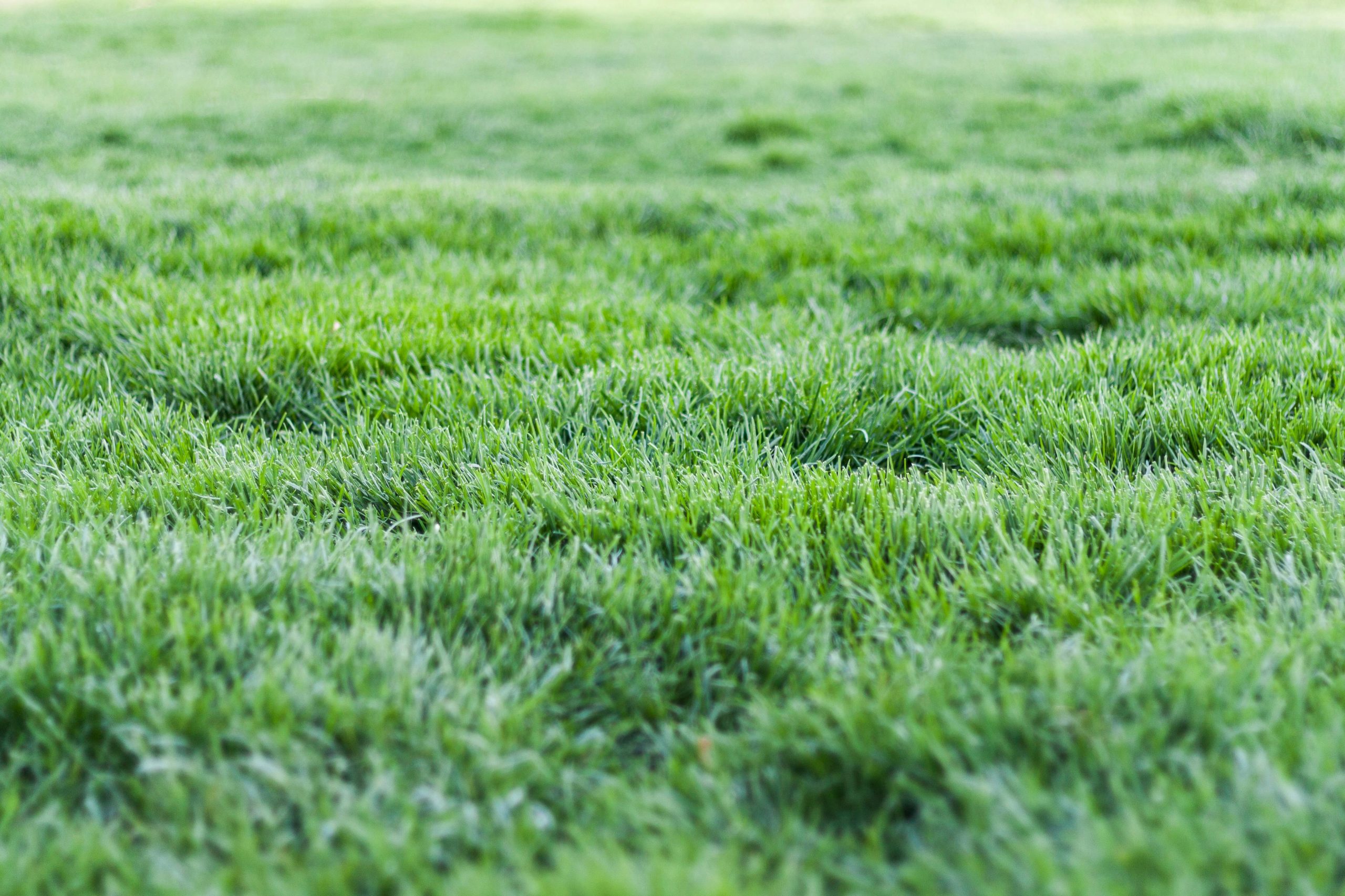 Close-up view of a lush green grass lawn, perfect for nature backgrounds.